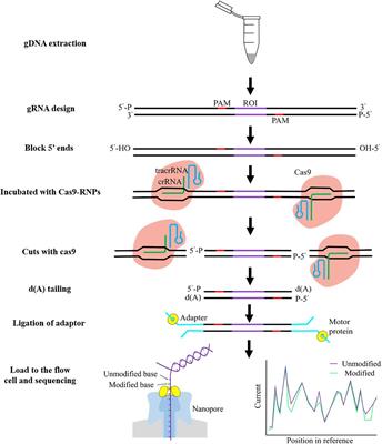 Cancer Biomarkers Discovery of Methylation Modification With Direct High-Throughput Nanopore Sequencing